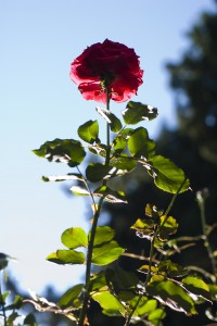 róże