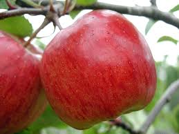 odmiany jabłek